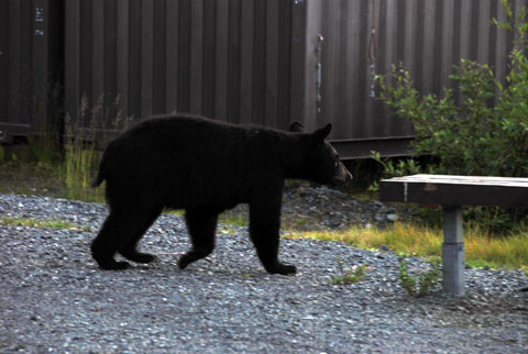 Bild51: Schwarzbr auf dem Weg zum Ufer