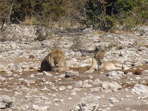 Bild39: Ein Lwenpaar