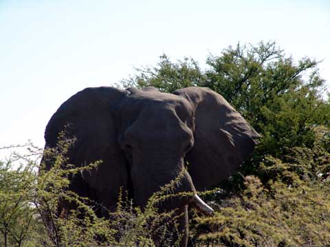 Bild40: Der ertse Eli