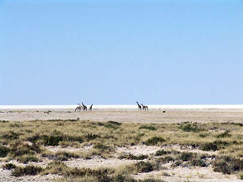 Bild53: Die Weite der Etosha-Pfanne