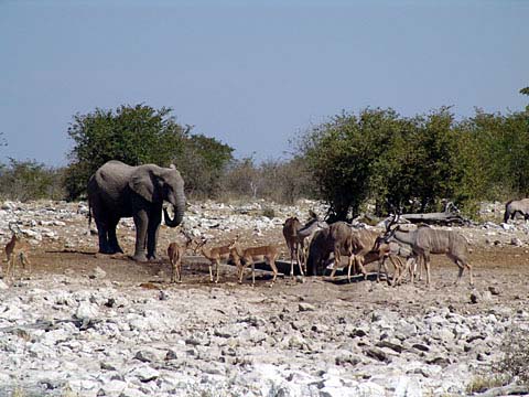 Bild57: Ein Elefantenbulle