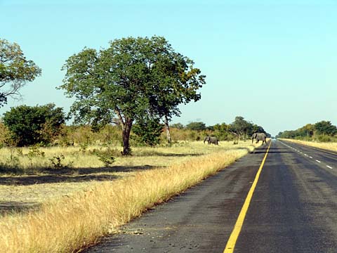 Bild70: Im Land der Elefanten !