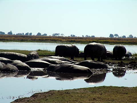 Bild91: Hyppo Pool !