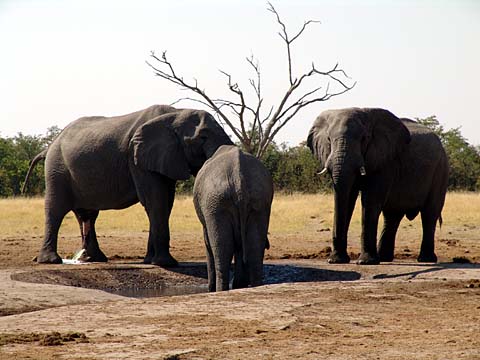 Bild106: Knstliche Wasserlcher