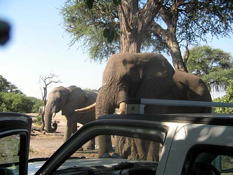 Bild110: Elephantenmeal