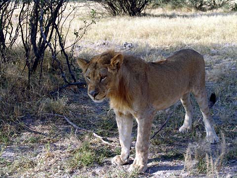 Bild112: Oder doch ein Schohndchen ?