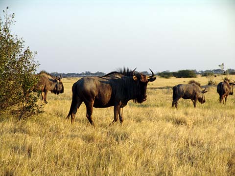 Bild113: Gnus in der Savute Marsh