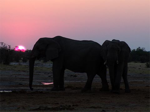 Bild121: Nur Elefanten am Wasserloch !