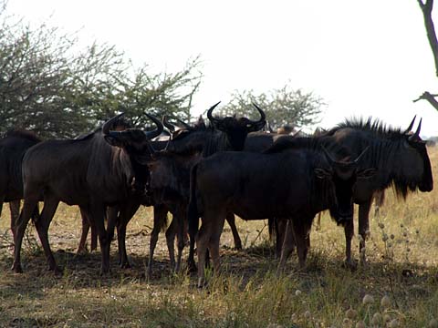 Bild124: Wilderbiest Eskorte