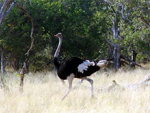 Bild144: Gallopierender Strau