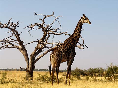 Bild145: Von oben herab !