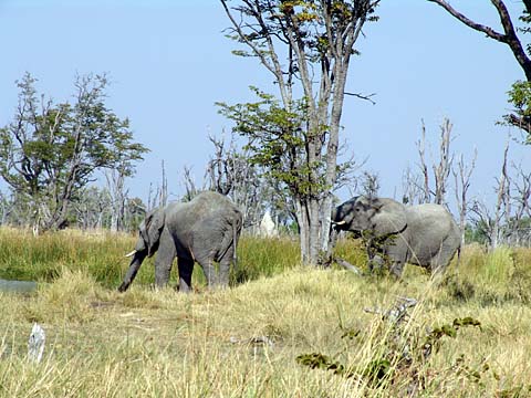 Bild151: Abschied von den Grauen