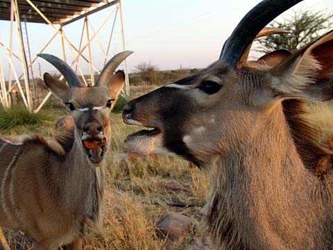 Bild159: Zahme, aber gierige Kudus