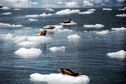 Bild10: Robben am Surprise Gletscher