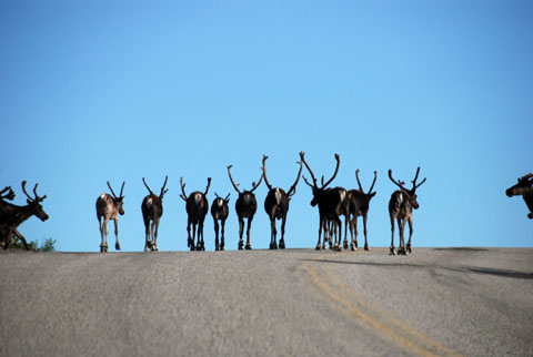 Bild35: Karibu-rsche