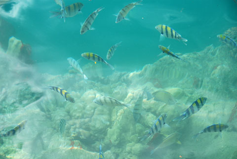 Bild40: Knstliches Riff