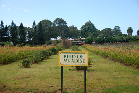 Bild07: Bird of Paradise